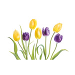 Purple and Yellow Tulips